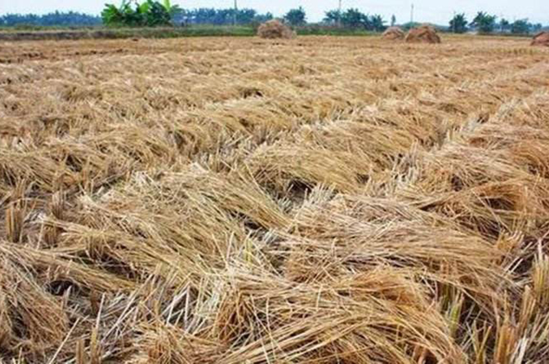 使用秸稈連續(xù)式炭化爐做木炭有什么優(yōu)勢