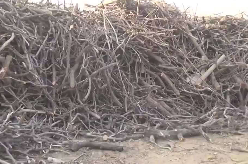 樹枝樹葉多了怎樣利用能賺錢？