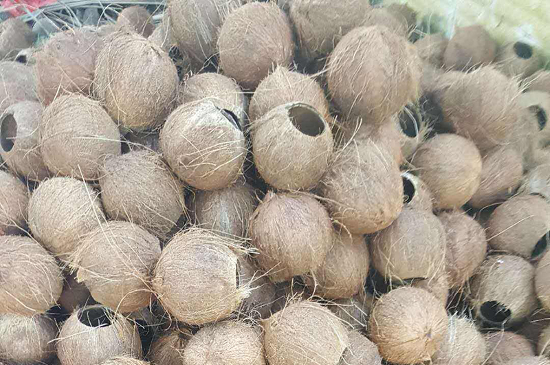廢棄的椰殼都能做什么用呢？