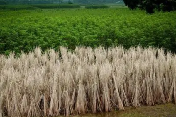 秸稈是農業(yè)生產中產生的大量副產品，在傳統(tǒng)意義下往往被視為廢棄物，隨意處理。