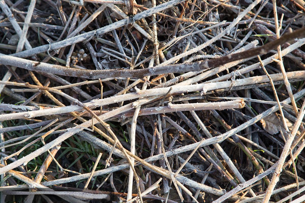 <strong>連續(xù)式碳化爐在樹(shù)枝碳化中的應(yīng)用與優(yōu)勢(shì)</strong>