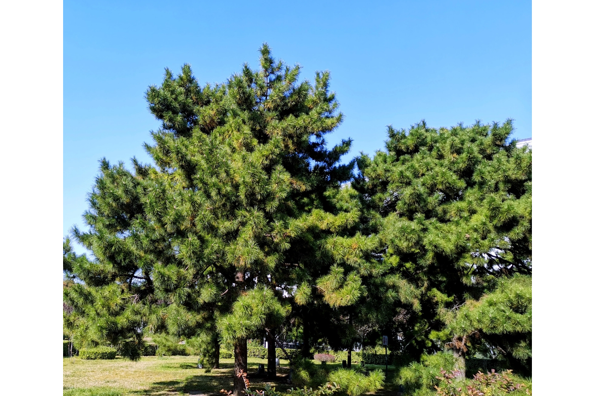 <strong>從沙柳、紅柳與油松到生物質(zhì)碳：資源的高效轉(zhuǎn)化</strong>