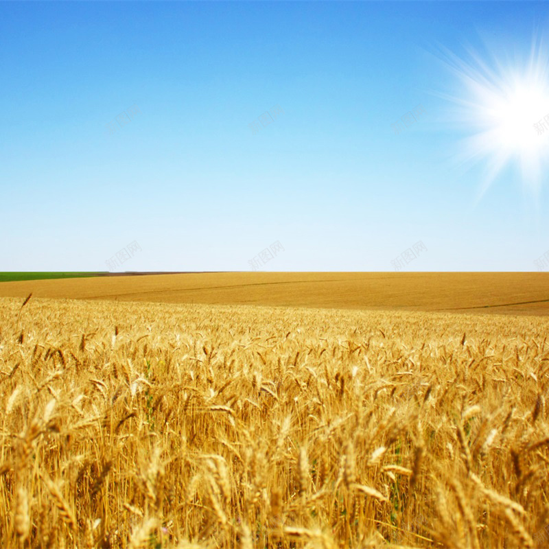 <strong>金秋稻田的新生：從稻殼秸稈到生物質(zhì)碳</strong>