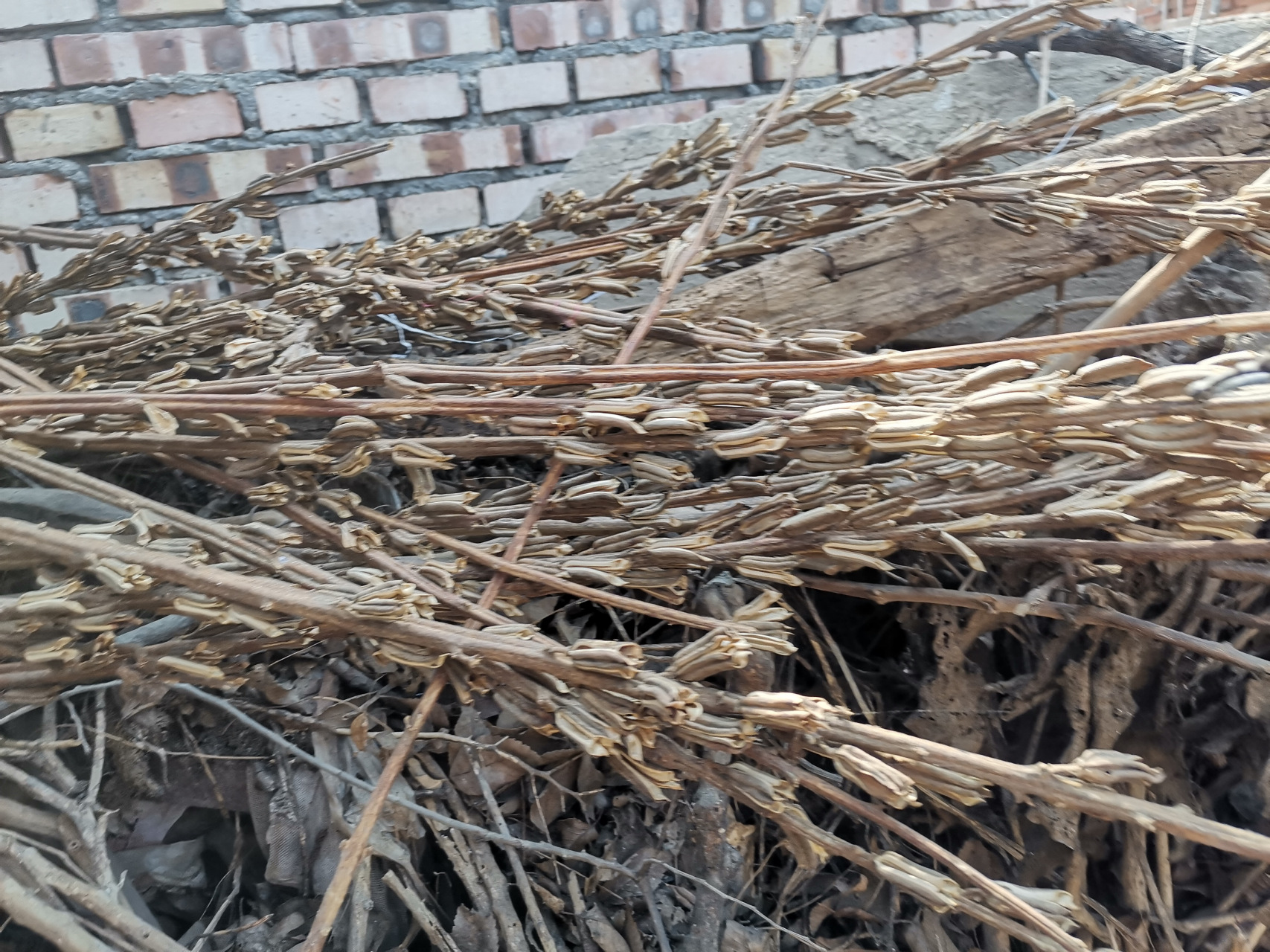 <strong>芝麻稈碳化處理：連續(xù)式碳化爐提升廢物價值</strong>